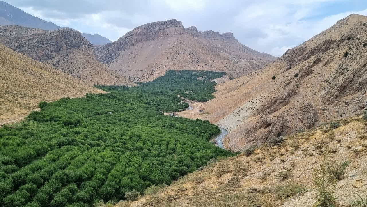 Our Apple Orchards 